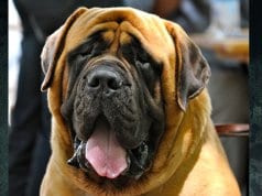 English Mastiff, at the International Dog Exhibition in RomePhoto by: Claudio Gennarihttps://creativecommons.org/licenses/by/2.0/