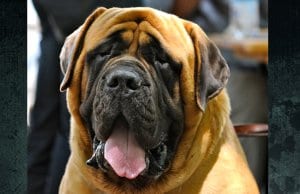 English Mastiff, at the International Dog Exhibition in RomePhoto by: Claudio Gennarihttps://creativecommons.org/licenses/by/2.0/