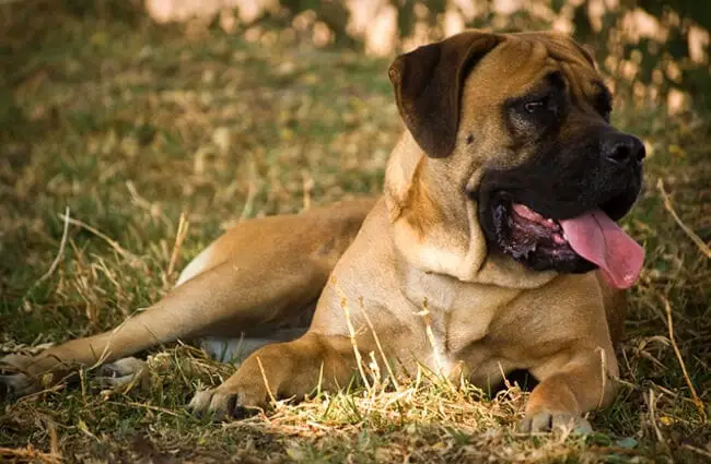 Mastiff lounging in the shade Photo by: Fotosuabe https://creativecommons.org/licenses/by/2.0/