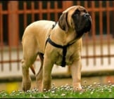 English Mastiff Puppy Photo By: Claudio Gennari Https://Creativecommons.org/Licenses/By/2.0/