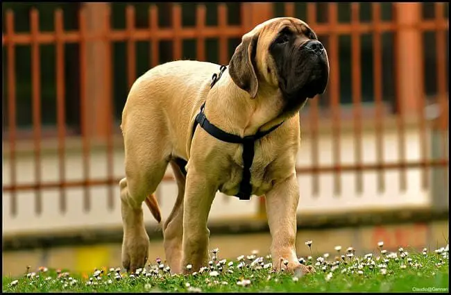 English Mastiff puppy Photo by: Claudio Gennari https://creativecommons.org/licenses/by/2.0/