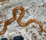 Milk Snake, Often Mistaken For The Copperhead Photo By: Richard Bonnett Https://Creativecommons.org/Licenses/By-Sa/2.0/