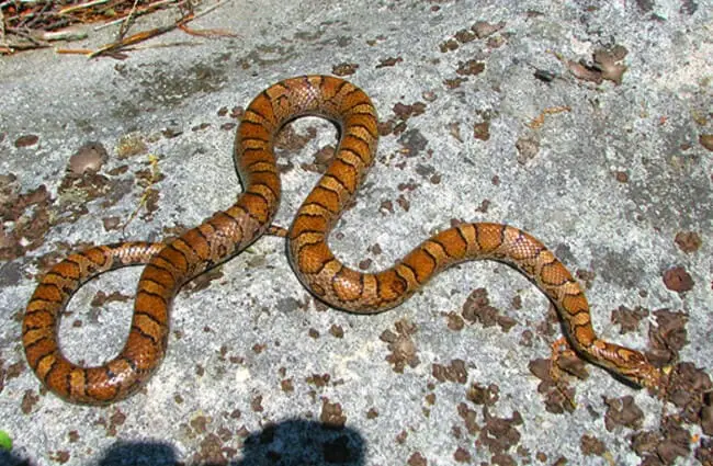 Молочная змея, которую часто принимают за медноголовую змею Фото: Ричард Боннет https://creativecommons.org/licenses/by-sa/2.0/