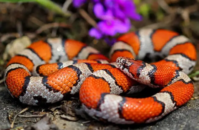 Red Milk Snake Photo by: Peter Paplanus https://creativecommons.org/licenses/by-sa/2.0/