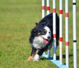 Miniature American Shepherd In The Weave Poles At Dog Agility Trial. Photo By: (C) Herreid Www.fotosearch.com