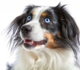 Portrait Of A Beautiful Parti-Colored Miniature American Shepherd.photo By: (C) Onepony Www.fotosearch.com