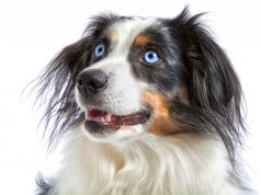Portrait of a beautiful parti-colored Miniature American Shepherd.Photo by: (c) onepony www.fotosearch.com