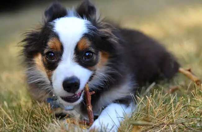 Miniature American Shepherd puppy with a chew stick. Photo by: (c) martyhaas www.fotosearch.com