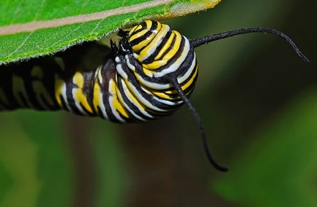 Monarch caterpillar, gorging on milkweed.