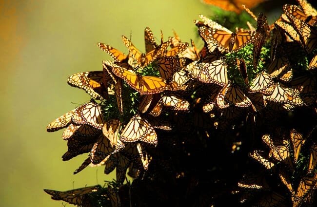 A flutter of Monarch butterflies during migration.