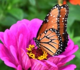 Beautiful Monarch Butterfly Sipping Nectar.