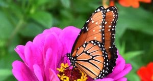 Beautiful Monarch butterfly sipping nectar.