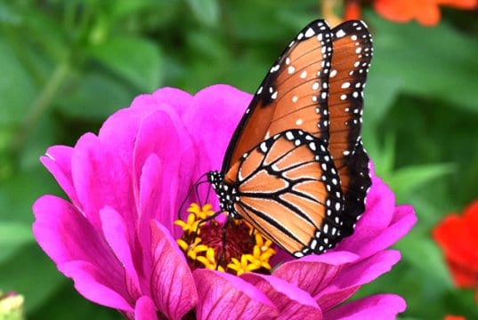 Beautiful Monarch butterfly sipping nectar.