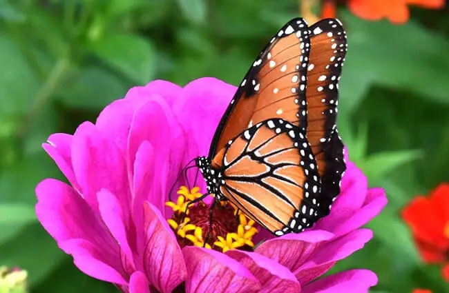 Beautiful Monarch butterfly sipping nectar.