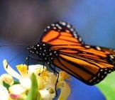 Monarch Butterfly, Wings Splayed.