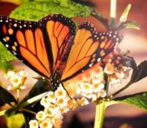 Monarch Butterfly Feeding.