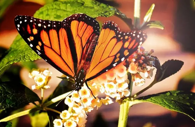 Monarch butterfly feeding.