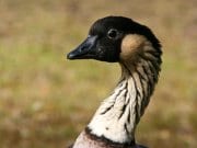 Nene Closeup of a stunning NenePhoto by: Ryan Fanshawhttps://creativecommons.org/licenses/by-nd/2.0/