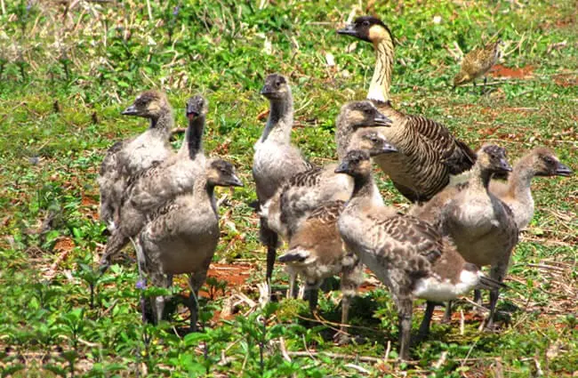 A superbrood of Nene goslings at Kauai, HawaiiPhoto by: Forest and Kim Starrhttps://creativecommons.org/licenses/by-nd/2.0/