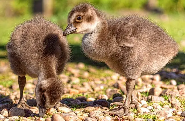 These little Hawaiian Nene goose babies exploring in the springtime sunPhoto by: https://creativecommons.org/licenses/by-nd/2.0/