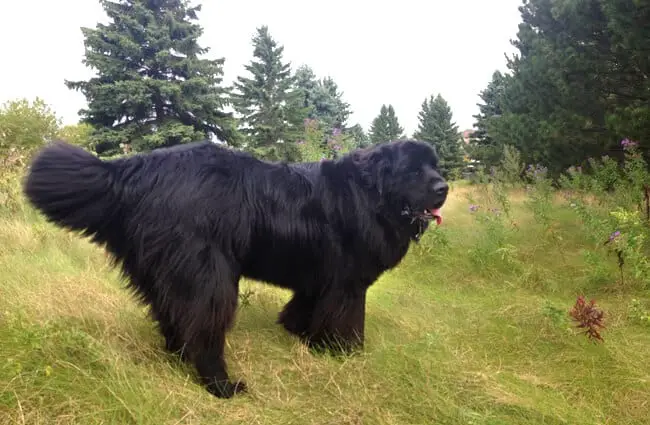 Stunning portrait of a black Newfoundland. Photo by: Stacey &amp; Angele https://creativecommons.org/licenses/by-sa/2.0/