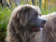 Newfoundland Beautiful grey Newfoundland in profile.