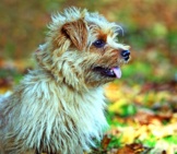 Portrait Of A Norfolk Terrier