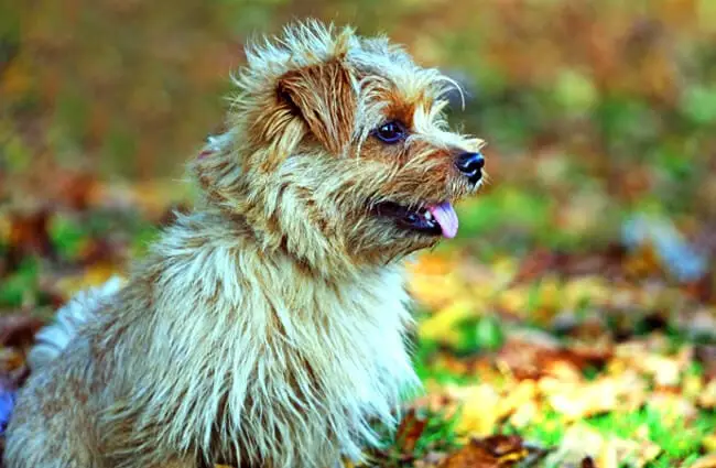 Portrait of a Norfolk Terrier