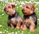 A Pair Of Norfolk Terriers In A Field Of Wild Flowers Photo By: (C) Capturelight Www.fotosearch.com