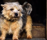 Cute Little Norfolk Terrier On The Step Photo By: (C) Victoriacravenphoto Www.fotosearch.com