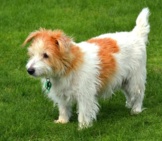 Beautiful Norfolk Terrier In The Yard Photo By: (C) Lucidwaters Www.fotosearch.com