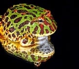 Portrait Of A Pacman Frog