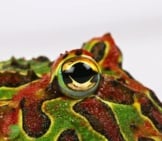 Closeup Of An Ornate Horned Frog, Also Known As A Pacman Frog Photo By: Chris Parker Https://Creativecommons.org/Licenses/By/2.0/