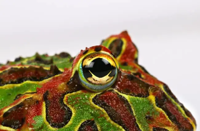 Closeup of an Ornate Horned Frog, also known as a Pacman Frog Photo by: Chris Parker https://creativecommons.org/licenses/by/2.0/