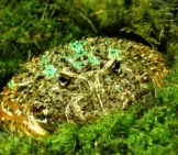 Ornate Horned Frog, Also Known As A Pacman Frog Photo By: U.s. Geological Survey 