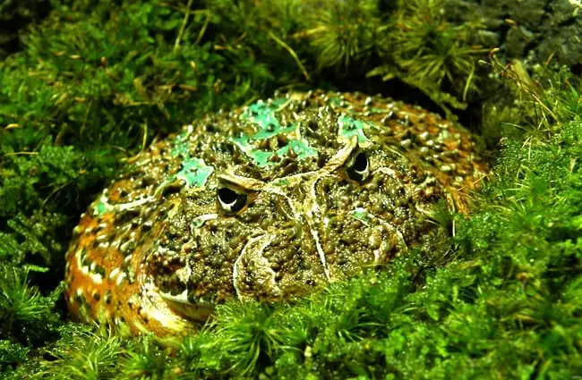 Ornate Horned Frog, also known as a Pacman Frog Photo by: U.S. Geological Survey 