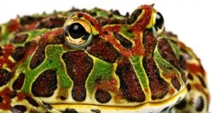 Closeup of a Pacman FrogPhoto by: Chris Parkerhttps://creativecommons.org/licenses/by/2.0/