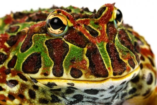 Closeup of a Pacman FrogPhoto by: Chris Parkerhttps://creativecommons.org/licenses/by/2.0/