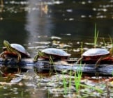 Three Painted Turtles Basking In The Sun On A Log Photo By: Usfws Midwest Region Https://Creativecommons.org/Licenses/By/2.0/ 
