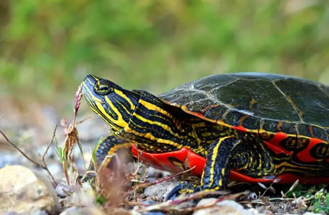 Западная окрашенная черепаха Фото: USFWS Midwest Region https://creativecommons. org/licenses/by/2.0/