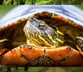 Portrait Of A Painted Turtle