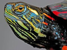 Closeup of a Painted turtle's face