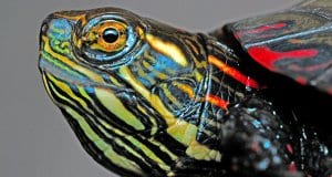 Closeup of a Painted turtle's face