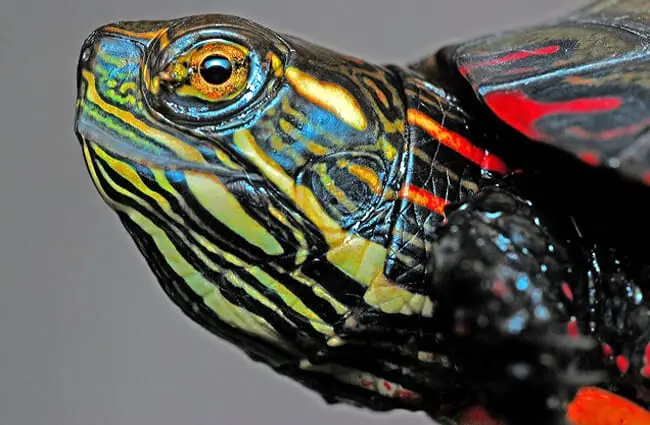 Closeup of a Painted turtle&#039;s face