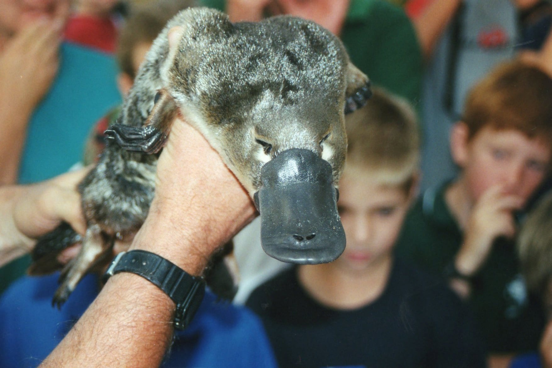 https://en.wikipedia.org/wiki/Platypus#/media/File:Platypus_in_Geelong.jpg