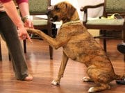 Plott shaking hands with his humanPhoto by: Eli Christmanhttps://creativecommons.org/licenses/by/2.0/