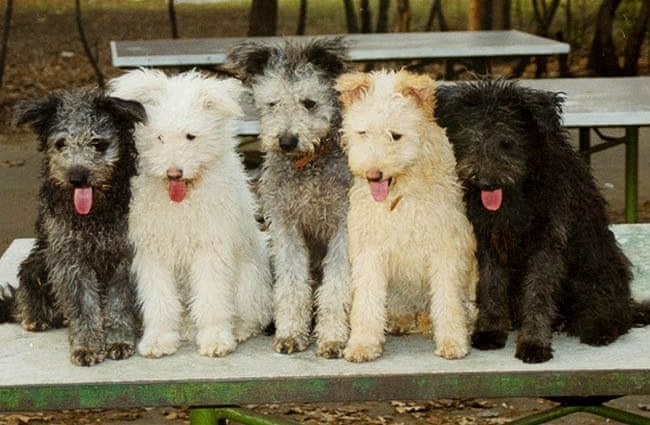 Five Pumi pups posing together Photo by: By Lezo GFDL (http://www.gnu.org/copyleft/fdl.html)