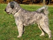Pumi Portrait of a Pumi - a herding dogPhoto by: By LezoGFDL (http://www.gnu.org/copyleft/fdl.html)