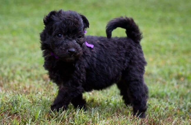 Black Pumi puppy in the backyard Photo by: Sarah Easterday https://creativecommons.org/licenses/by-nd/2.0/