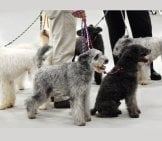 A Posse Of Pumi Dogs Ready To Travel! Photo By: Jena Fuller Https://Creativecommons.org/Licenses/By-Nd/2.0/